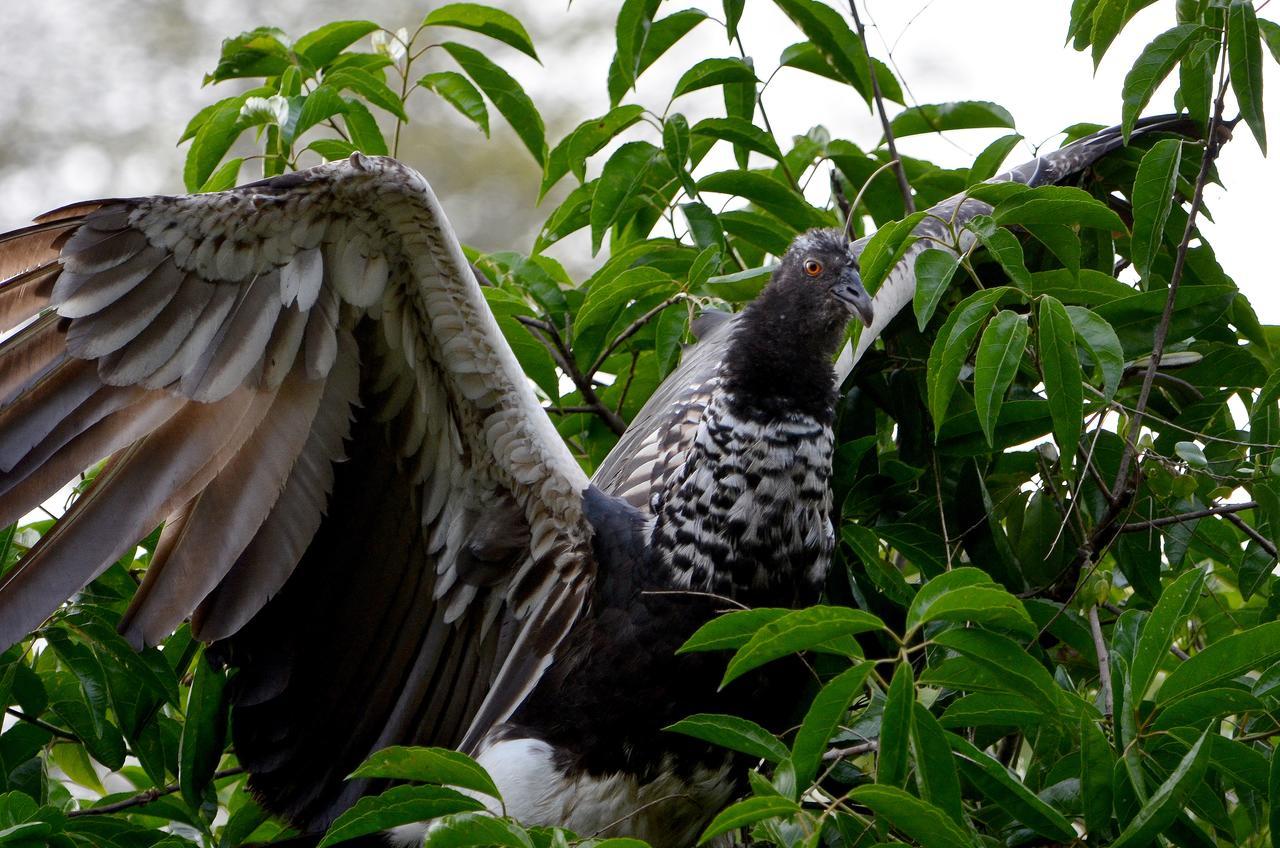 Yaku Amazon Lodge & Expeditions Paraiso Екстер'єр фото