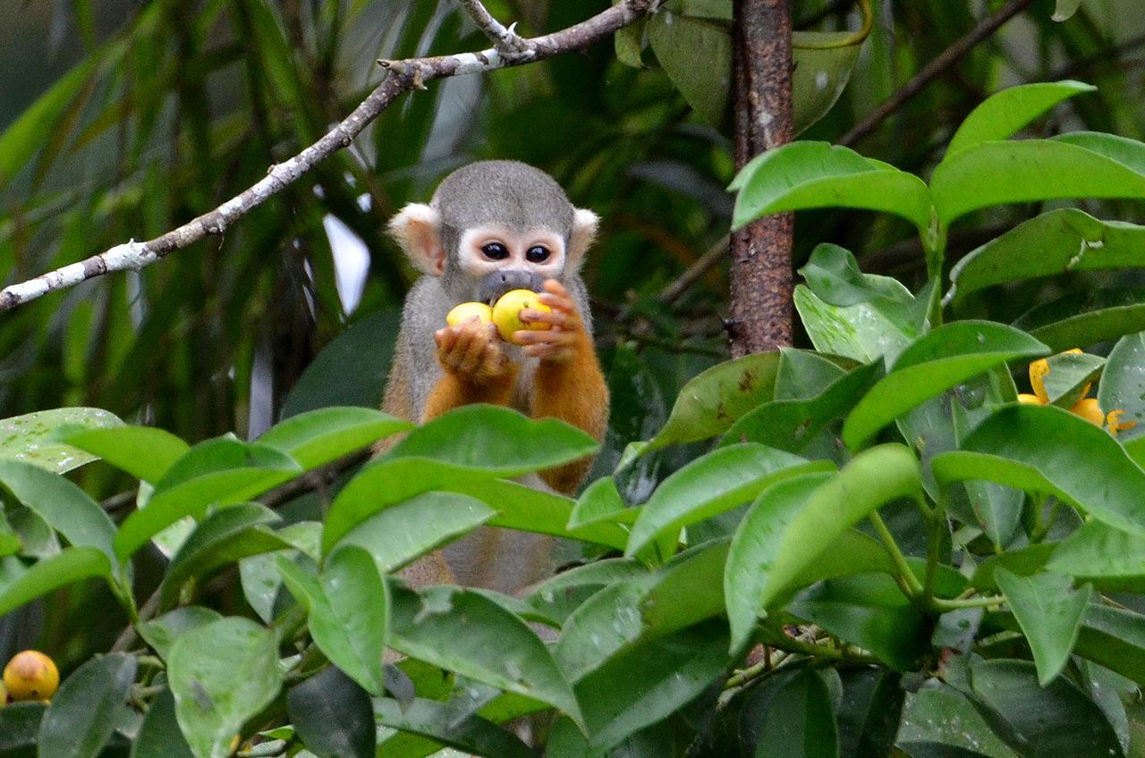 Yaku Amazon Lodge & Expeditions Paraiso Екстер'єр фото