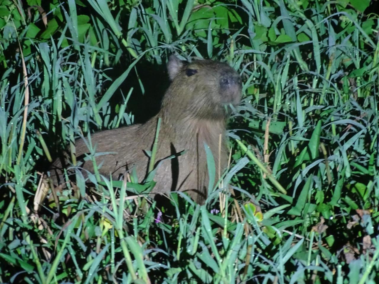 Yaku Amazon Lodge & Expeditions Paraiso Екстер'єр фото
